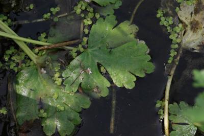 Renoncule scélérate, Renoncule à feuilles de céler Ranunculus sceleratus L., 1753