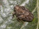 Isside commun Issus coleoptratus (Fabricius, 1781)