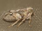 Isside commun Issus coleoptratus (Fabricius, 1781)