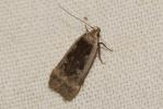  Anacampsis populella (Clerck, 1759)