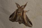 Porcelaine (La) Pheosia tremula (Clerck, 1759)