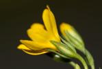 Chlorette, Chlore perfoliée Blackstonia perfoliata (L.) Huds., 1762