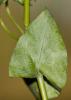 Chlorette, Chlore perfoliée Blackstonia perfoliata (L.) Huds., 1762