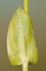 Centaurée jaune tardive, Blackstonie acuminée Blackstonia acuminata (W.D.J.Koch & Ziz) Domin, 1933