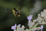  Anthidium florentinum (Fabricius, 1775)