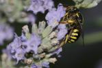  Anthidium florentinum (Fabricius, 1775)