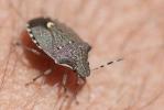  Holcostethus Fieber, 1861