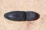  Lacon punctatus (Herbst, 1779)