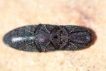  Lacon punctatus (Herbst, 1779)