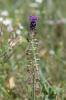 Muscari à toupet, Muscari chevelu Muscari comosum (L.) Mill., 1768