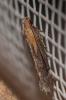  Stomopteryx basalis (Staudinger, 1876)