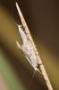  Elachista parvula Parenti, 1978