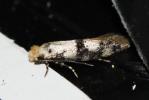  Infurcitinea albicomella (Stainton, 1851)