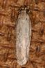  Platyedra subcinerea (Haworth, 1828)