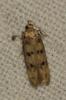  Bryotropha domestica (Haworth, 1828)