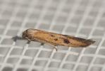  Epidola barcinonella Millière, 1867