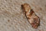  Cochylis millierana (Peyerimhoff, 1877)