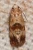  Cochylis millierana (Peyerimhoff, 1877)