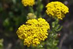 Achillée visqueuse, Herbe-au-charpentier Achillea ageratum L., 1753