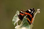 Vulcain (Le), Amiral (L'), Vanesse Vulcain (La), C Vanessa atalanta (Linnaeus, 1758)