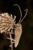  Saperda carcharias (Linnaeus, 1758)