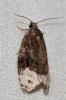  Apotomis capreana (Hübner, 1817)