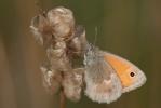 Fadet commun (Le), Procris (Le), Petit Papillon de Coenonympha pamphilus (Linnaeus, 1758)