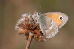 Fadet commun (Le), Procris (Le), Petit Papillon de Coenonympha pamphilus (Linnaeus, 1758)