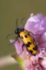  Mylabris connata (Rey, 1892)