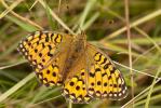 Grand Nacré (Le), Aglaé (L'), Moyen-Nacré (Le) Speyeria aglaja (Linnaeus, 1758)