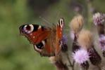 Paon-du-jour (Le), Paon de jour (Le), Oeil -de-Pao Aglais io (Linnaeus, 1758)