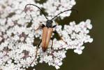 Lepture rouge Stictoleptura rubra (Linnaeus, 1758)