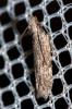  Anarsia lineatella Zeller, 1839