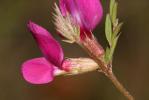 Vesce cultivée, Poisette Vicia sativa L., 1753
