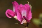 Vesce cultivée, Poisette Vicia sativa L., 1753