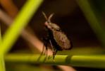  Coremacera marginata (Fabricius, 1775)