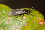 Scatopse noir Scatopse notata (Linnaeus, 1758)