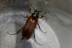  Cebrio gigas (Fabricius, 1787)