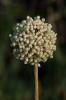 Ail à nombreuses fleurs, Poireau des vignes Allium polyanthum Schult. & Schult.f., 1830