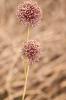 Ail à nombreuses fleurs, Poireau des vignes Allium polyanthum Schult. & Schult.f., 1830