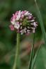 Trèfle Porte-fraises Trifolium fragiferum L., 1753