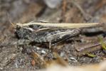 Tétrix des plages, Tétrix méridional Paratettix meridionalis (Rambur, 1838)