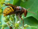 Frelon d'Europe, Frelon, Guichard Vespa crabro Linnaeus, 1758