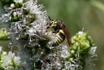  Odynerus reniformis (Gmelin, 1790)