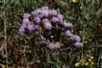 Cirse des champs, Chardon des champs Cirsium arvense (L.) Scop., 1772