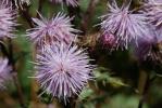 Cirse des champs, Chardon des champs Cirsium arvense (L.) Scop., 1772