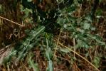 Cirse des champs, Chardon des champs Cirsium arvense (L.) Scop., 1772