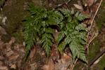 Doradille des ânes, Asplénium Onoptéris Asplenium onopteris L., 1753