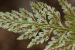 Doradille des ânes, Asplénium Onoptéris Asplenium onopteris L., 1753