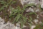 Capillaire des murailles, Fausse capillaire, Capil Asplenium trichomanes L., 1753